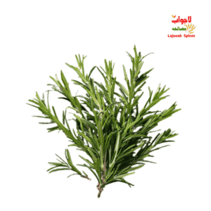 rosemary / روز میری